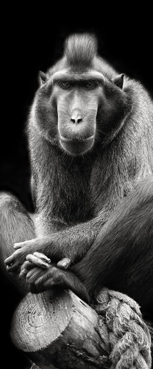 SULAWESI BLACK CRESTED MACAQUE, by Paul Nash