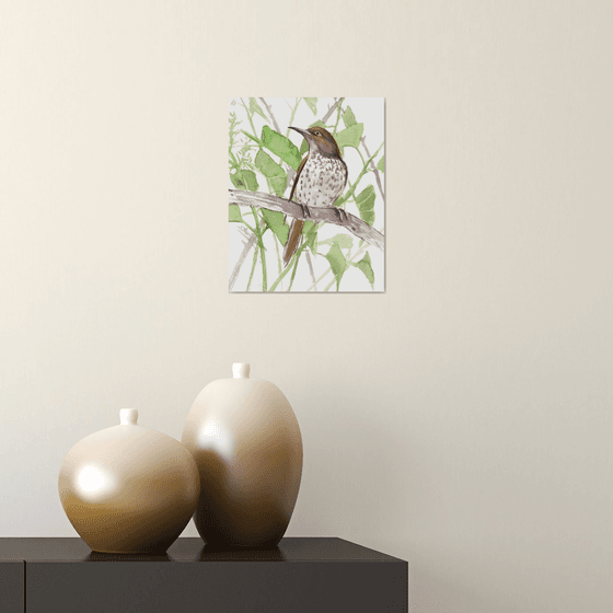 Brown Thrasher