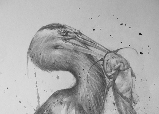 Animal drawing  pencil  Grey Heron  #17331