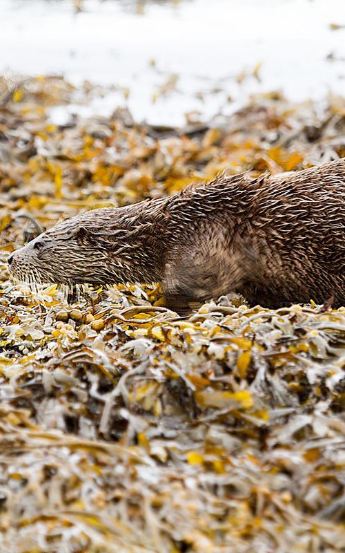 Animals Mammals - Beautifully camouflaged wild Otter on the Isle of Mull, Scotland by MBK Wildlife Photography