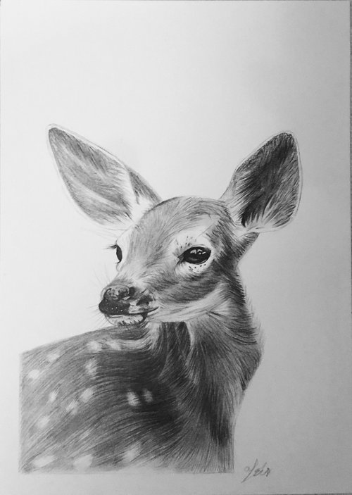 Fawn by Amelia Taylor