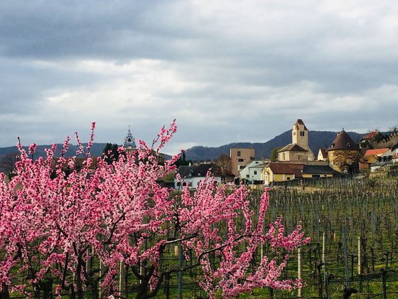 PINK TREE FROM THE BICYCLE ROAD