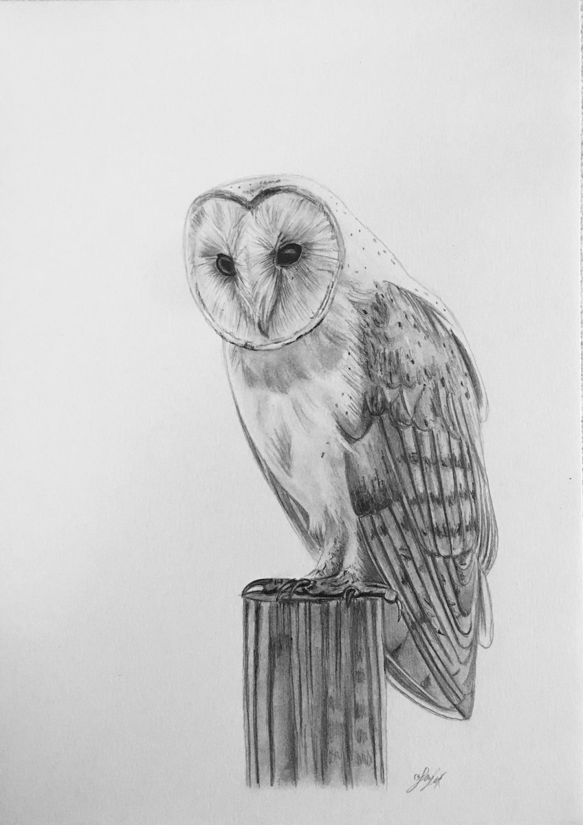 Photorealistic Animal Pencil Drawing By Amelia Taylor, 8 X 12, Owl, Original Artwork
