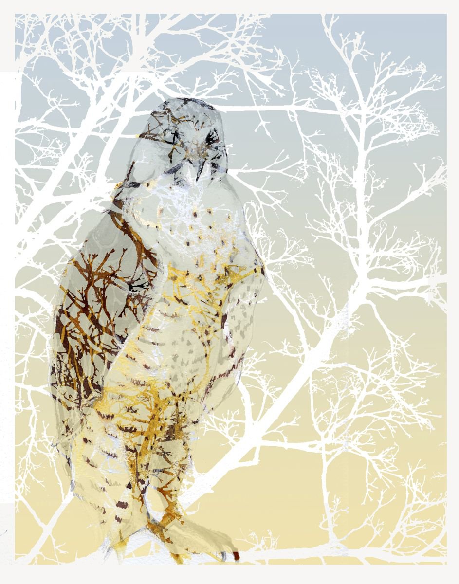 Winter Peregrine Falcon by Nancy M Chara