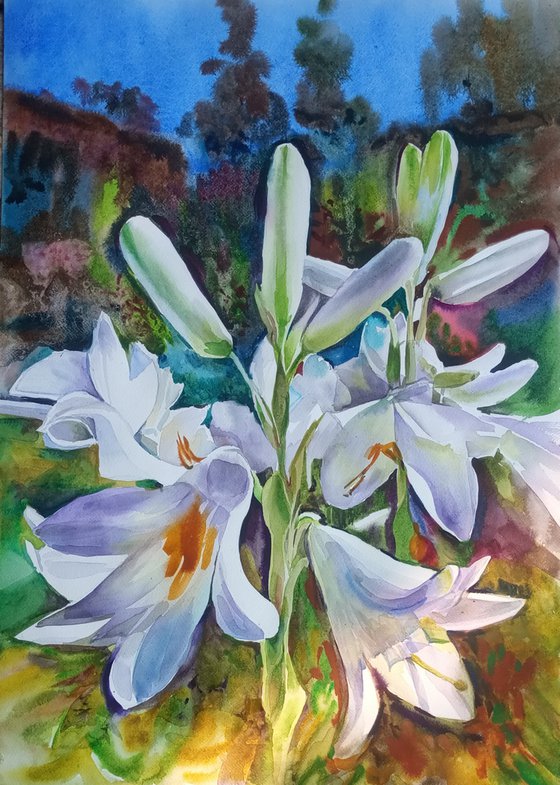 White lilies