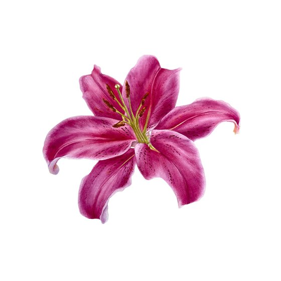 Lily I