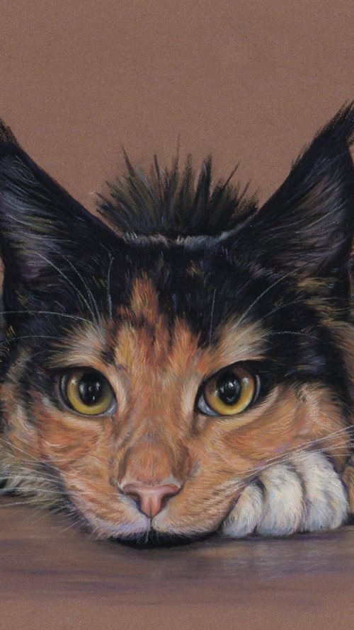 Maine coon by Tatjana Bril