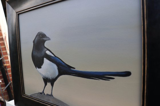 Magpie in the Early Morning Light