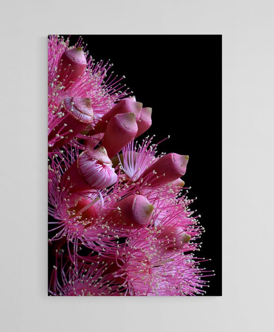 Summer Beauty Flowers