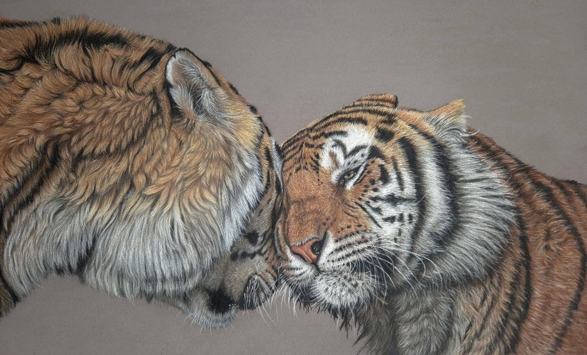 SOULMATES - Tiger portrait by Silvia Frei