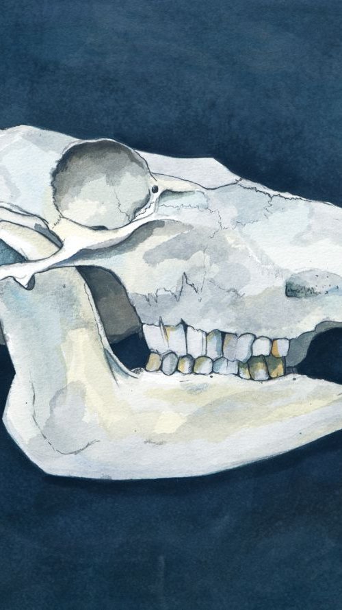Sheep's Skull 2 by John Kerr