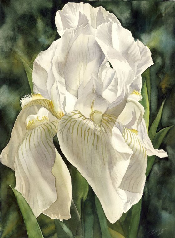 Irise in White