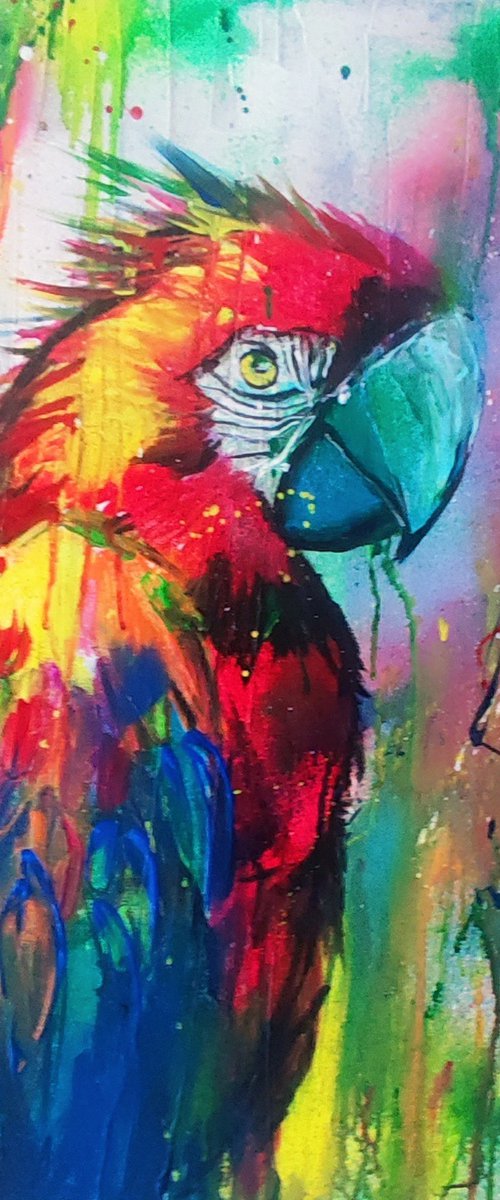 Parrot by beata harasim