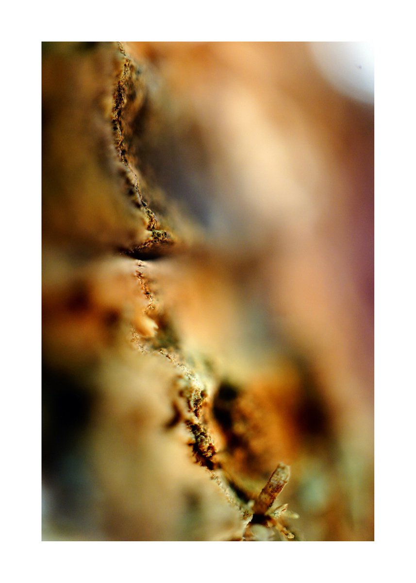 Abstract Nature Photography 174 (LIMITED EDITION OF 15) by Richard Vloemans