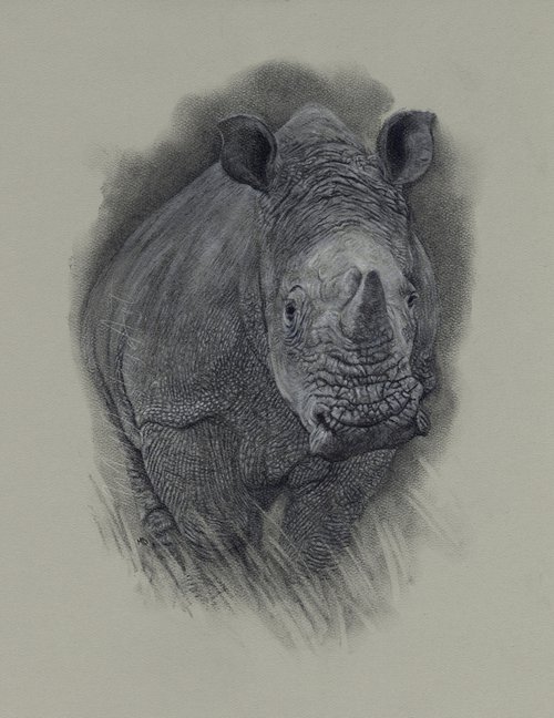 White Rhinoceros by Mal Daisley