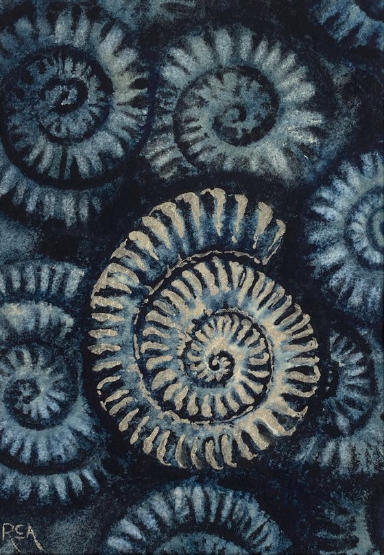 Ammonites I