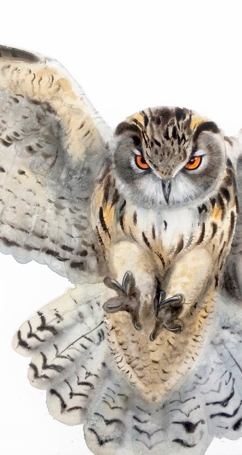 Flying Owl by Olga Beliaeva Watercolour