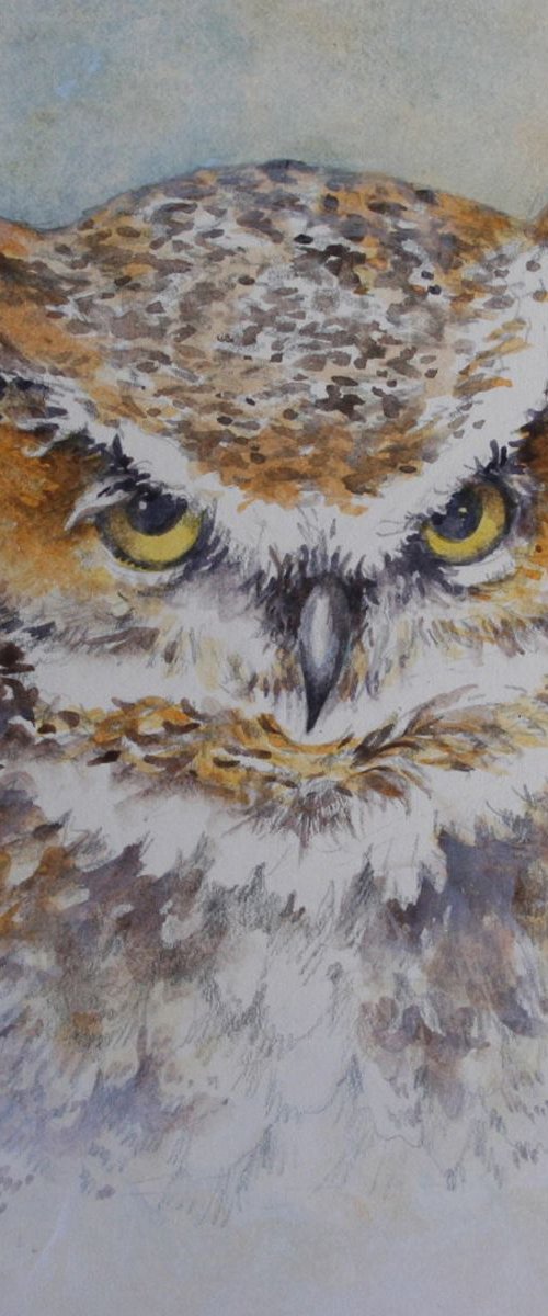 Wise Old Owl by Christopher Hughes