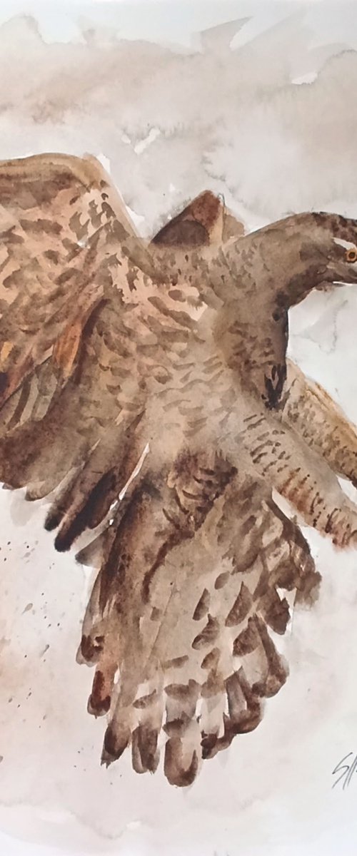 Hawk by Salana Art / Svetlana Samovarova