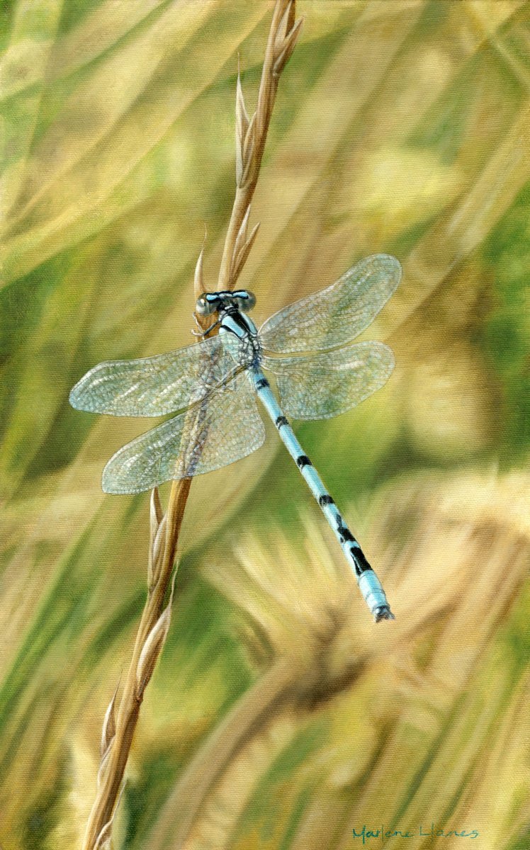 Let Me Borrow Your Wings, dragonfly insect art nature by Marlene Llanes