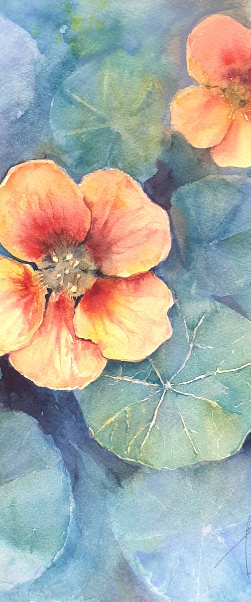 NASTURTIUM IN BLUE  2021.03  original watercolor 26X36 by Beata van Wijngaarden