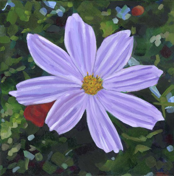 Purple Cosmos Flower