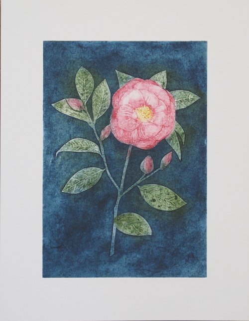 Camellia by Rory O’Neill