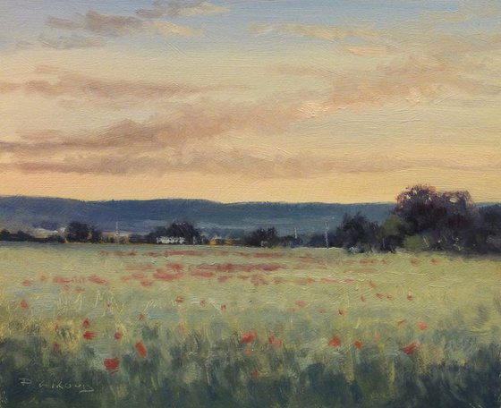 Poppy Fields in the early morning