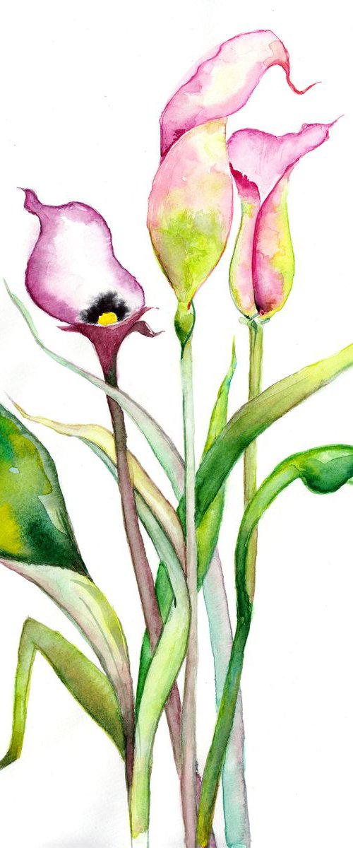 Flower V - Calla Lily by Veselina Marinova