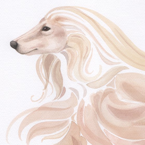 Beautiful - Afghan Hound