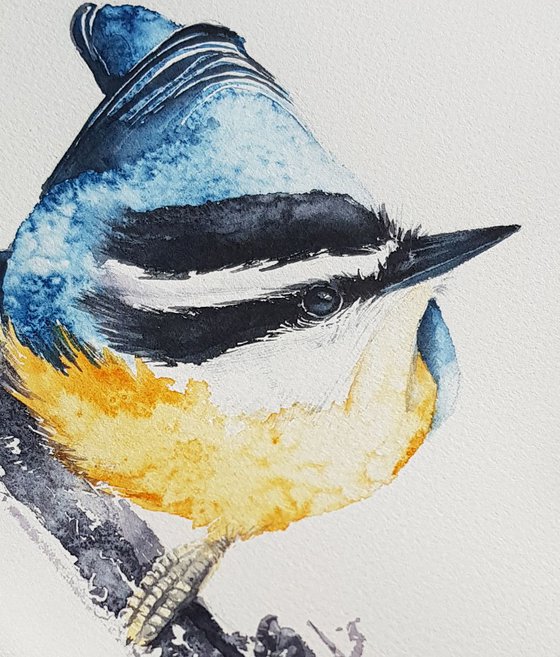 Red-breasted nuthatch,  birds, wildlife watercolours