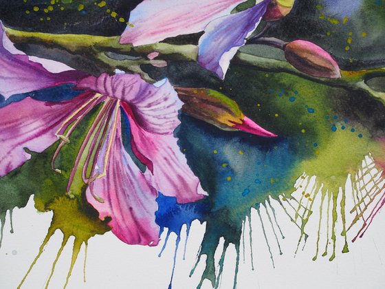 Expressive bauhinia