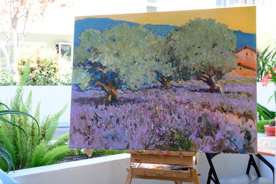 Lavender and Olive Trees