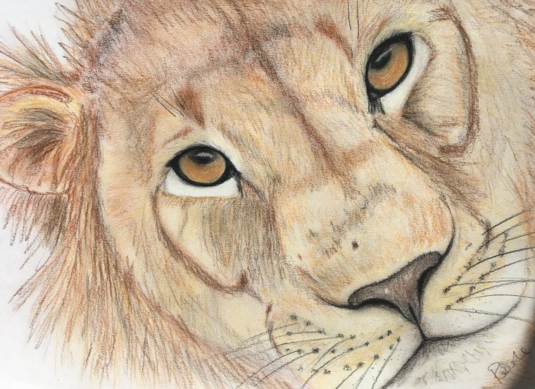 lion eye drawing