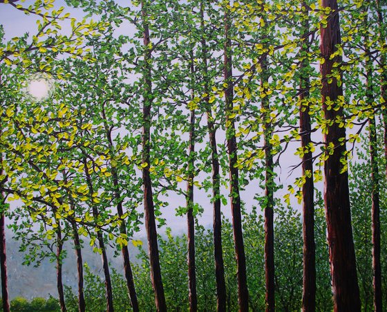 Spring In The Woods