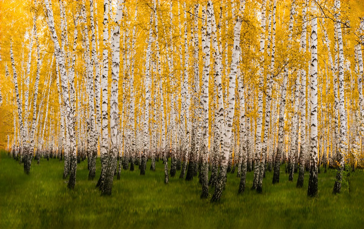 ASPEN MOODS...Limited Edition Photo Made in Colorado by Harv Greenberg