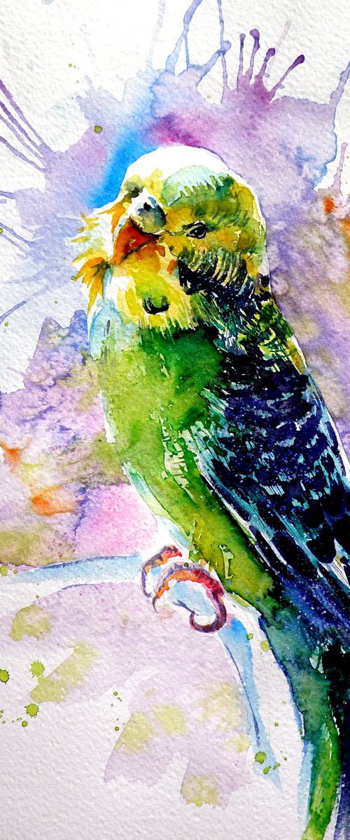 Lovely parrot by Kovács Anna Brigitta