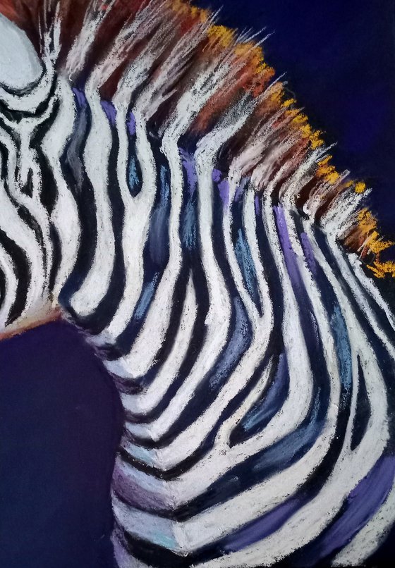 Zebra