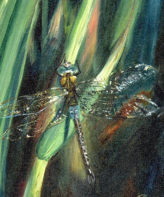 Dragonfly on Green grass