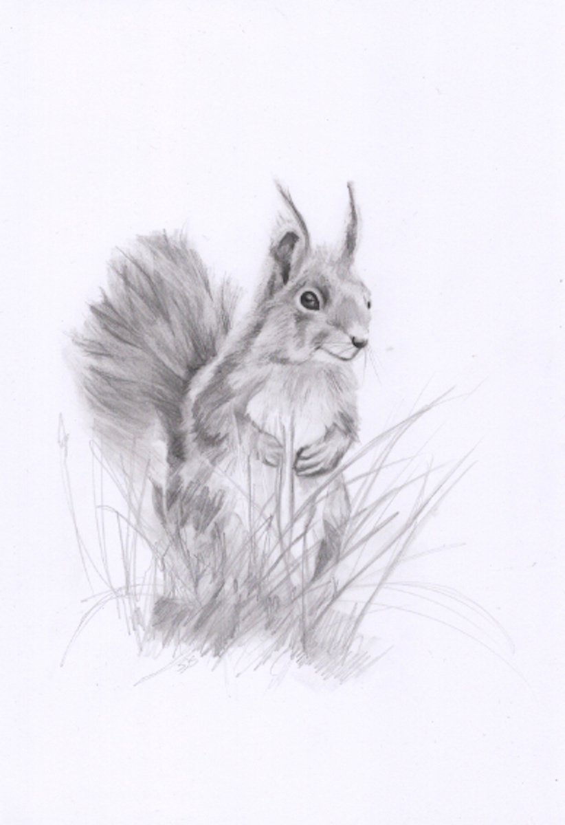 Squirrel Pencil Drawing by Sarah Stowe