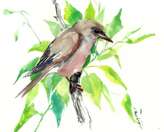 Garden Warbler, Bird artwork