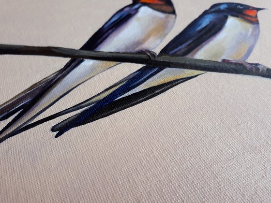 Swallow birds