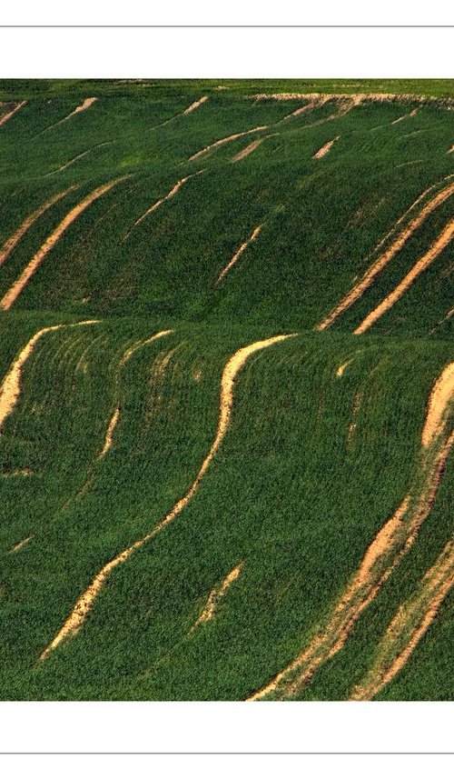 Rough Fields by Beata Podwysocka