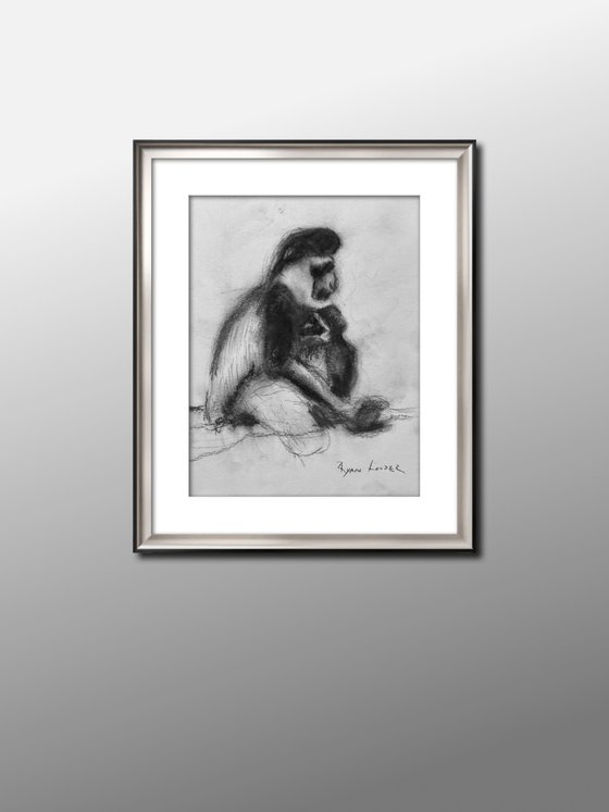 Gibbon and Baby study