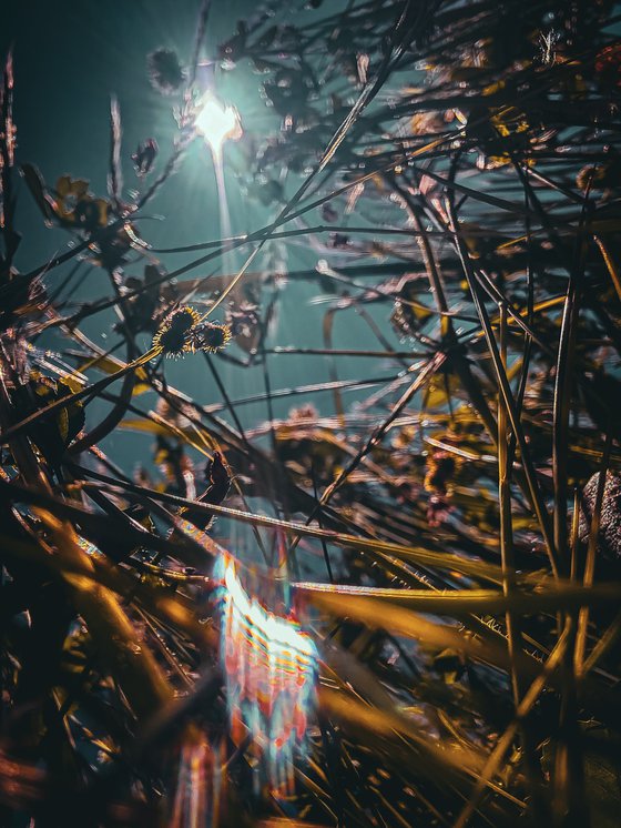 Flowers to the sky