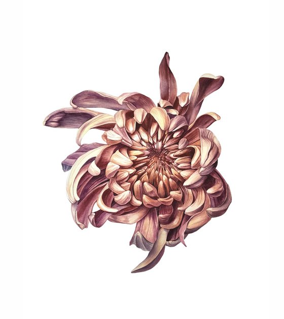 Autumn chrysanthemum Painting