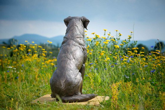 Sitting Sporting Labrador BR