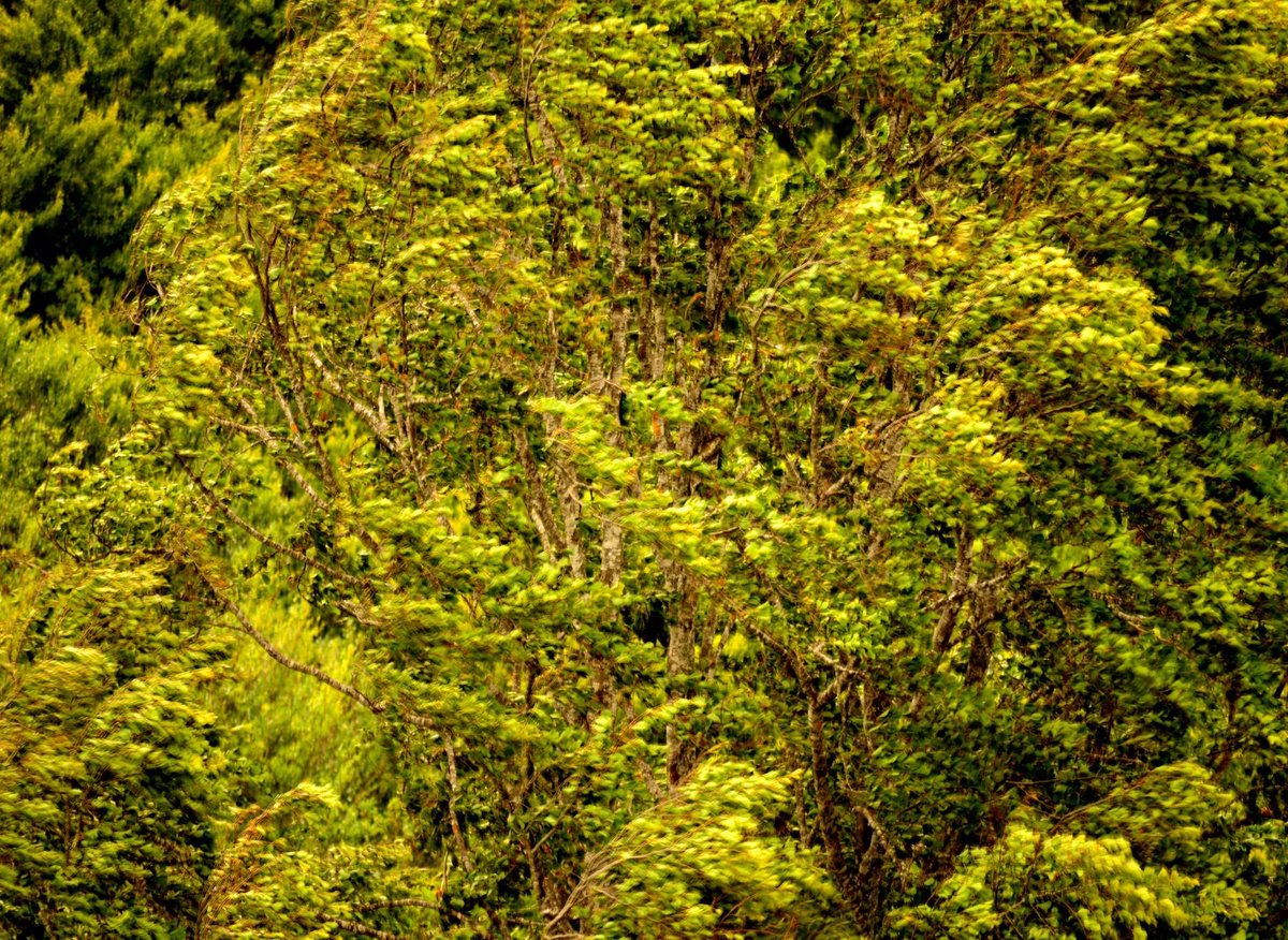 Impressionistic Botanical Photograph By Philippe Berthier, 27 X 20", Vertigo......, Original Artwork