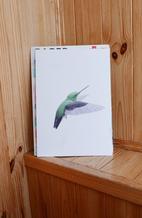 Hummingbird back sketch