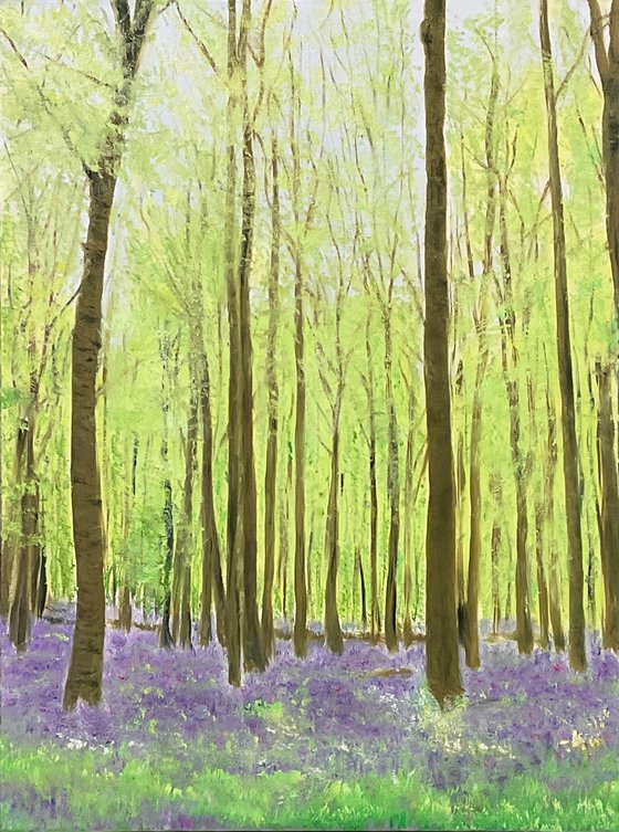 Bluebell Woods